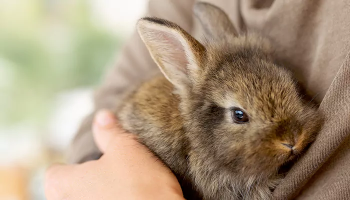 The Secret Language of Rabbits - Understanding Bunnies' Vocalizations and Gestures
